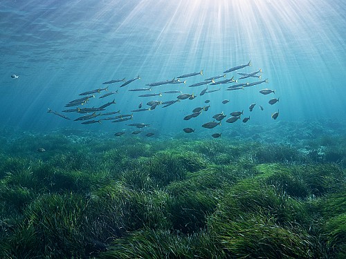 Marilles Fundation - Avanzando hacia la protección estricta del mar Balear