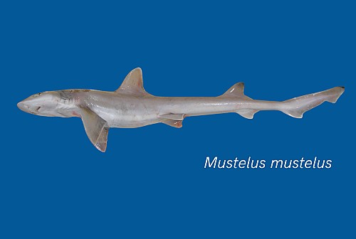 Marilles Fundation - Celebram l’augment de la talla mínima per pescar mussola a les Balears