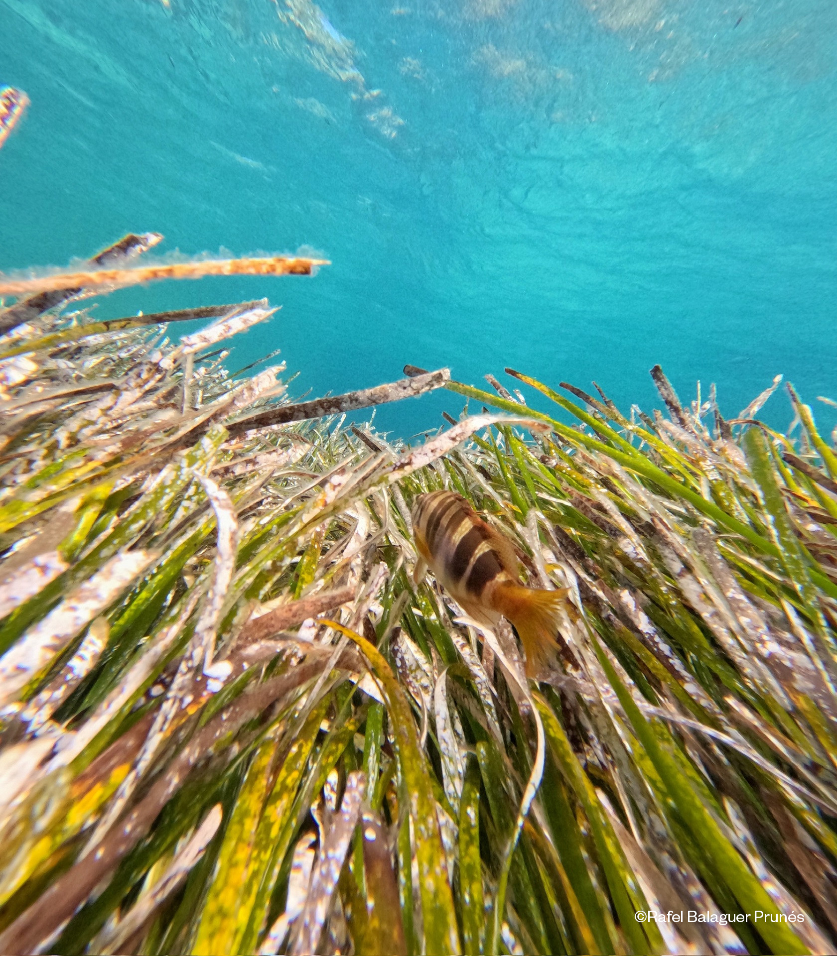 Marilles entrega al Govern propuestas para la conservación de bahías someras, tiburones y rayas y gorgonias y corales