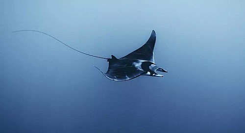 Marilles Fundation - «Es excepcional y no sabemos por qué»: el misterioso varamiento de mantas raya en las costas de Mallorca