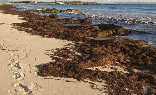 Marilles Fundation - Así es el alga invasora que buscan los científicos en Baleares