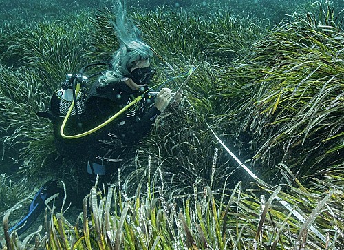 Marilles Fundation - Spain’s island beaches are disappearing. This ancient seagrass may be their only hope