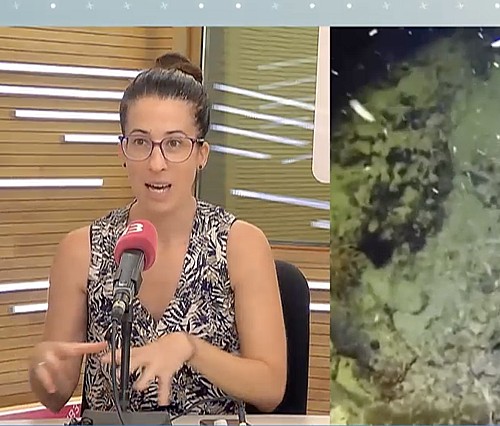 Marilles Fundation - Observadores del Mar i la singularitat del peix pipa
