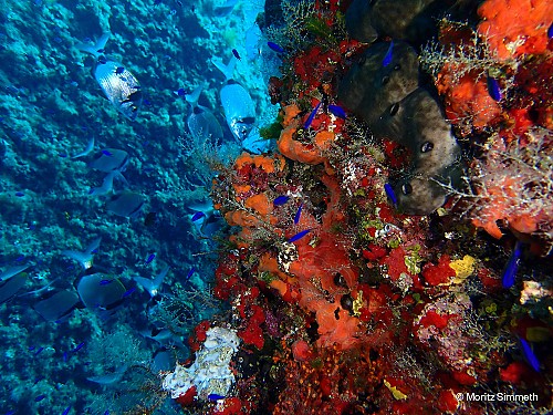 Marilles Fundation - Demanam que el Govern ampliï la zona estrictament protegida a la reserva marina dels Freus d’Eivissa i Formentera