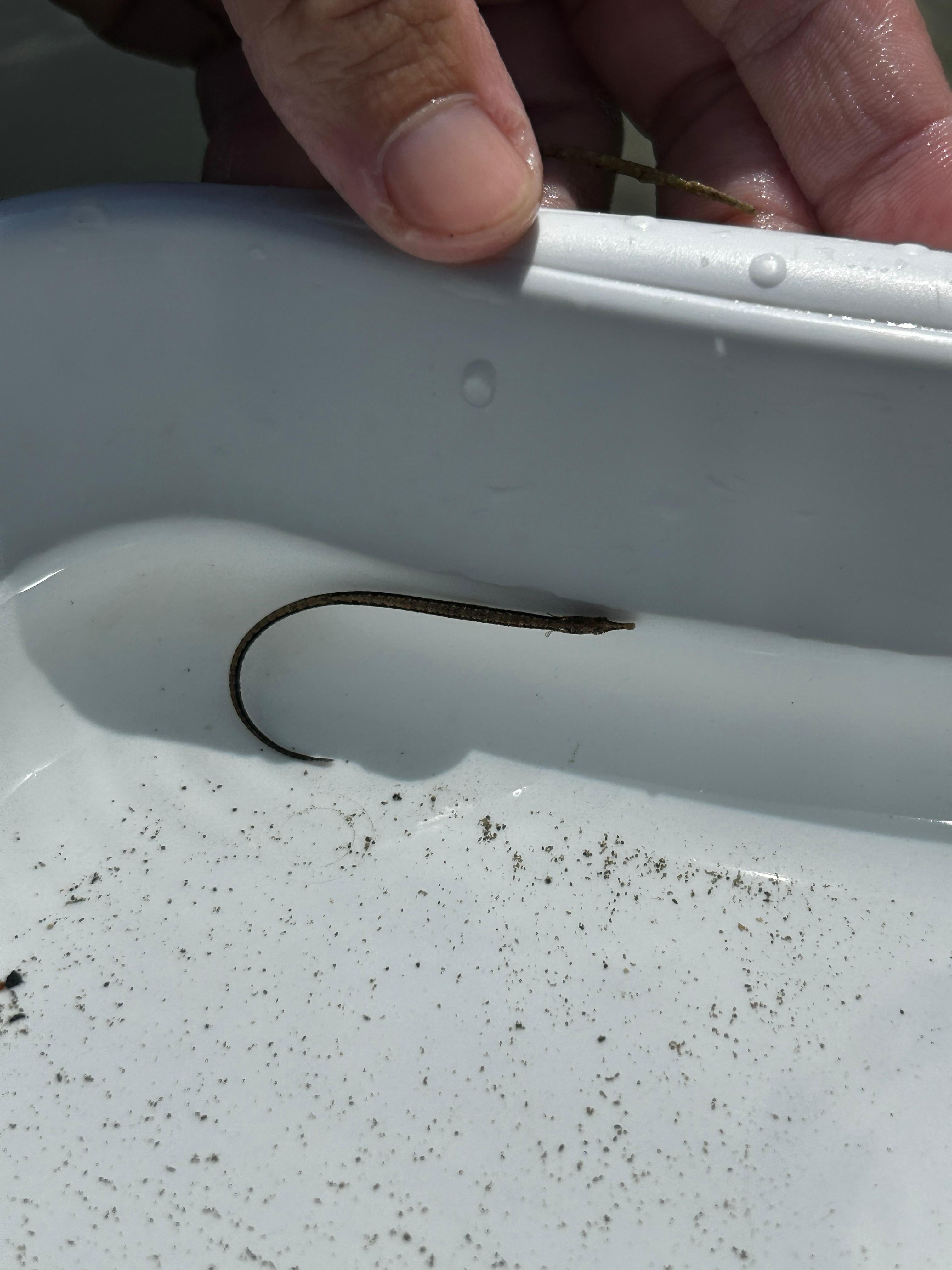 Observados dos ejemplares de Aguja de río en el puerto de Mahón