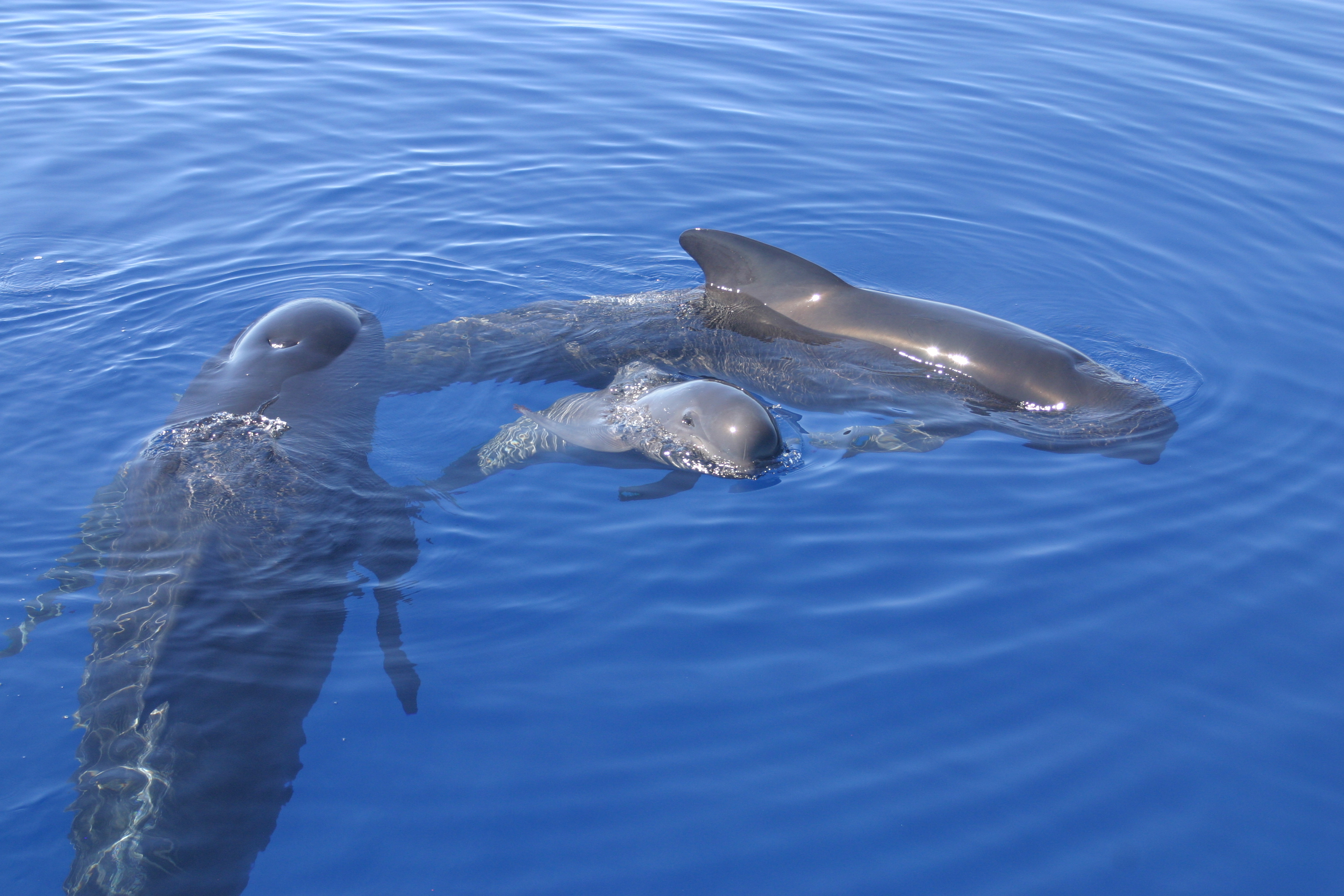Conservación de los mamíferos marinos en el mar Balear
