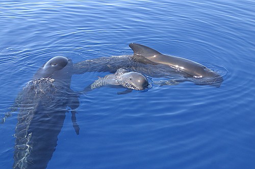 Conservació dels mamífers marins de la mar Balear