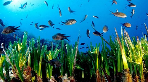 Marilles Fundation - La Fundación Marilles organiza por segundo año las Jornadas para la Conservación de la Biodiversidad Marina Balear