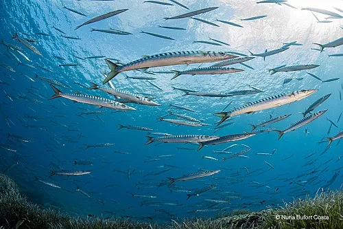 Marilles Fundation - Marine reserves in the Balearic Islands are under threat