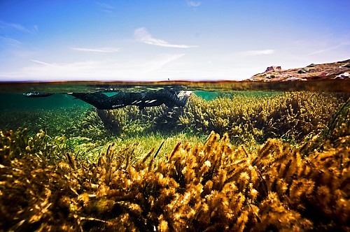 Protegemos los bosques submarinos del mar Balear