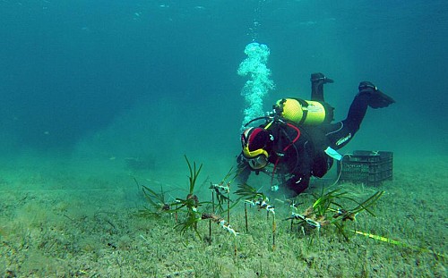 Marilles Fundation - Tourism takes toll on ancient seagrass
