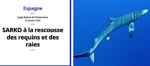 Marilles Fundation - SARKO à la rescousse des requins et des raies