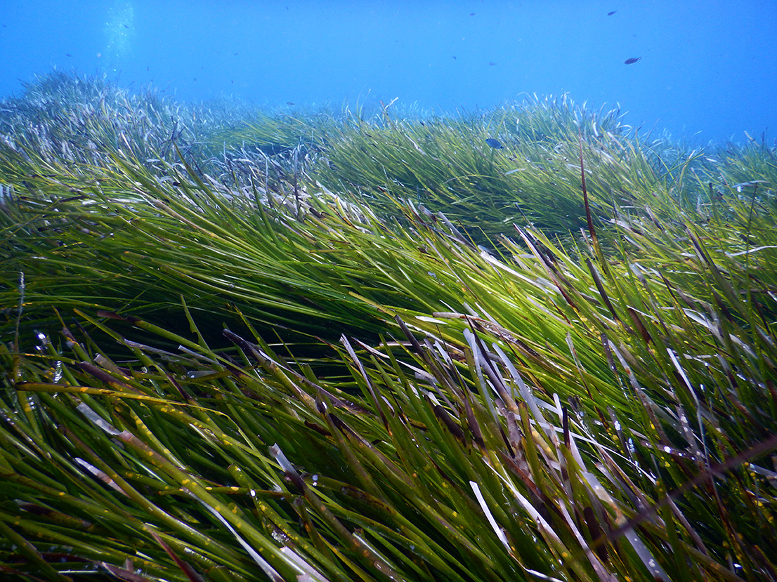 Protegemos y restauramos los bosques submarinos de Baleares