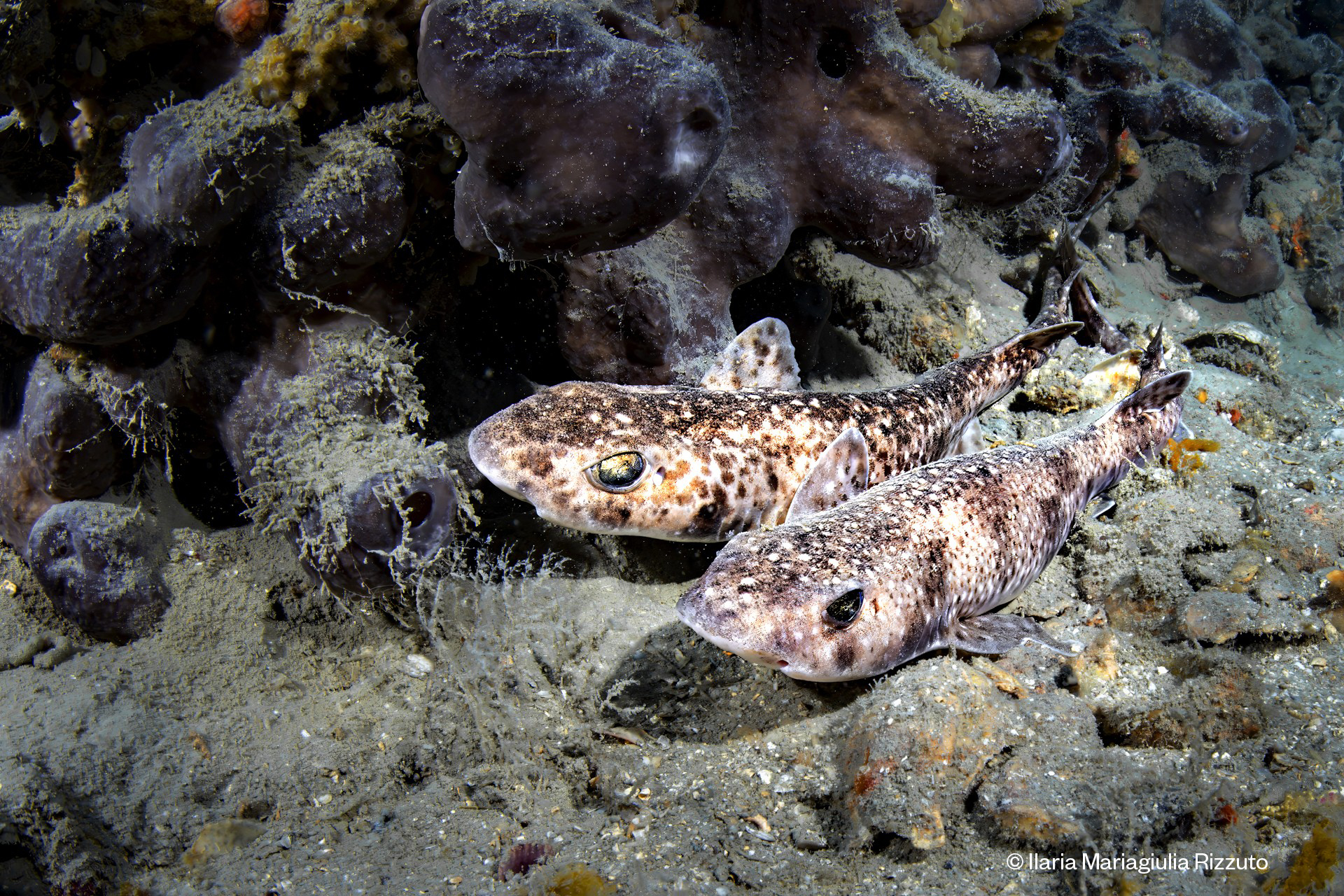 The Balearic Islands now have an Action Plan for the conservation of sharks and rays