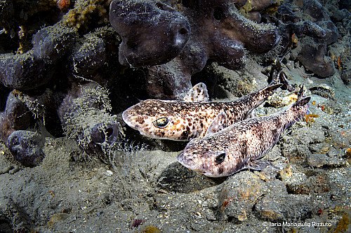 Marilles Fundation - Las Illes Balears ya cuentan con un plan de acción para la conservación de tiburones y rayas