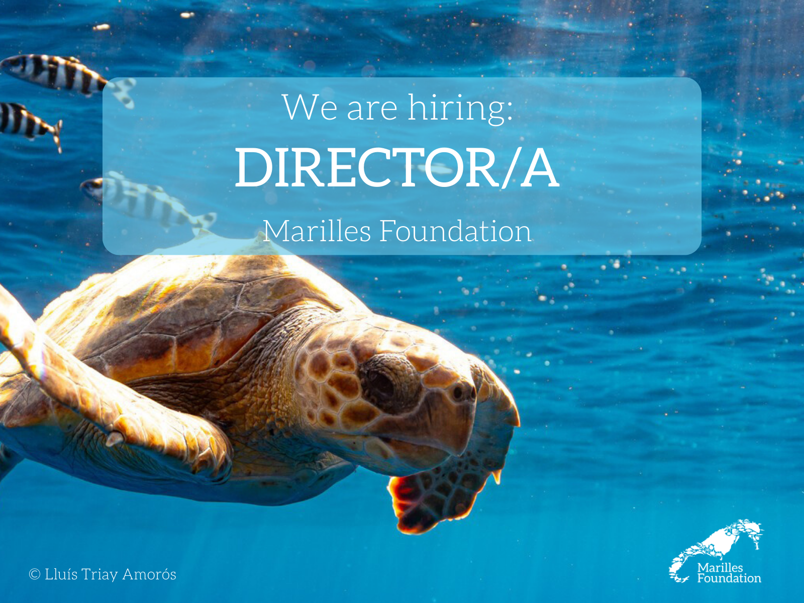 OFERTA LABORAL: Nuevo director-a