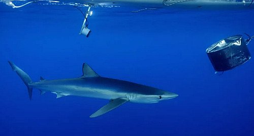 Marilles Fundation - Cabrera’s Sharks and Rays: uncovering knowledge to improve the health of the Balearic Sea