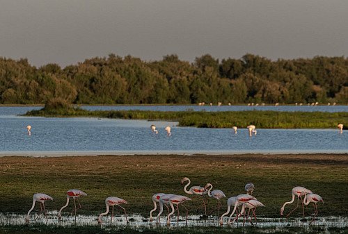 Marilles Fundation - Una treintena de organizaciones crean un frente común para recuperar los ecosistemas y la naturaleza