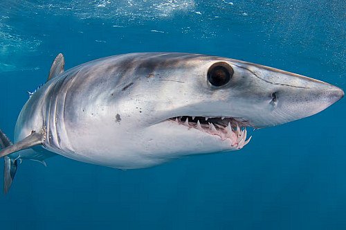 Marilles Fundation - Huge shark spotted in Majorca weeks after great white caught in Spain