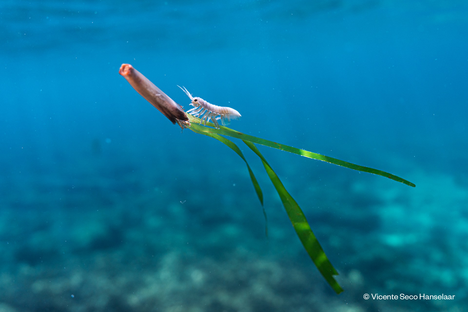 Haggling over marine conservation
