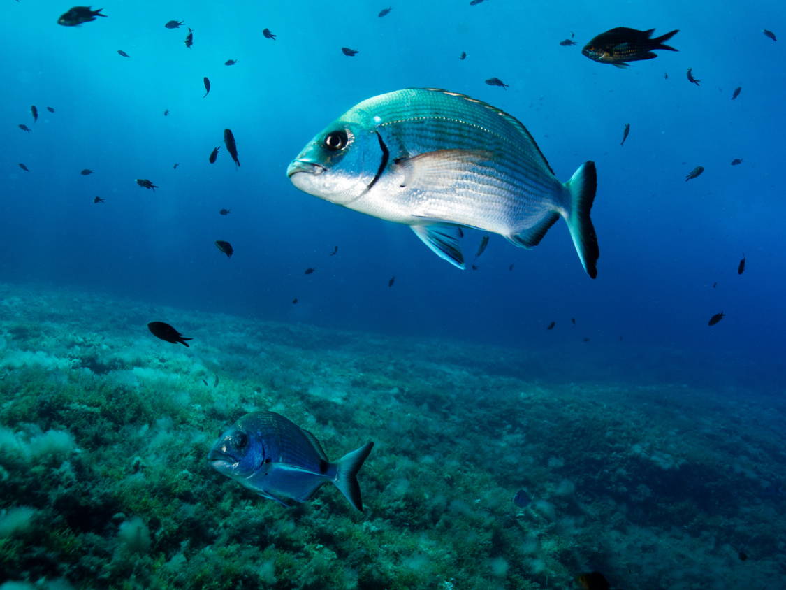 Eight organisations urge the Balearic government not to weaken the protection of the Pityusic marine reserves