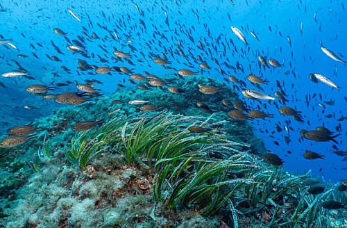 Marilles Fundation - Ecologistas piden que no se rebaje la protección en las reservas marinas de Ibiza y Formentera