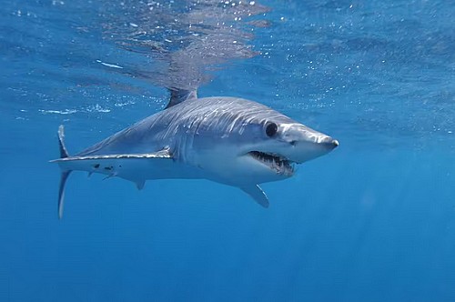 Marilles Fundation - Huge shark seen in sea off Majorca weeks after great white caught in Spain