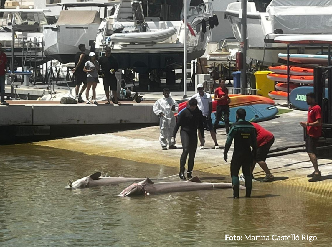 Pedimos a la flota de arrastre que acabe con las muertes de tiburón cañabota en Baleares