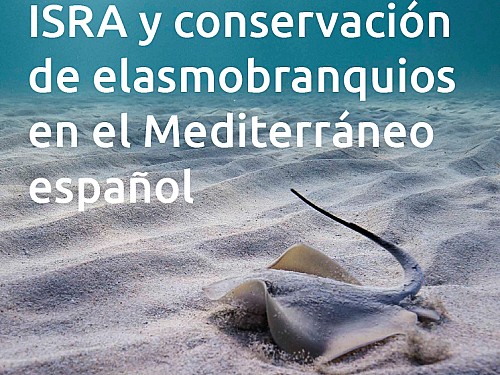 Marilles Fundation - Expertos en tiburones y rayas proponen la protección de zonas de especial relevancia para estas especies