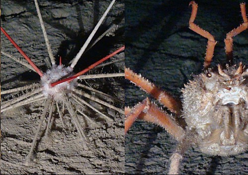 Caracterización ecológica y análisis de oportunidades de conservación de los montes submarinos del canal de Mallorca