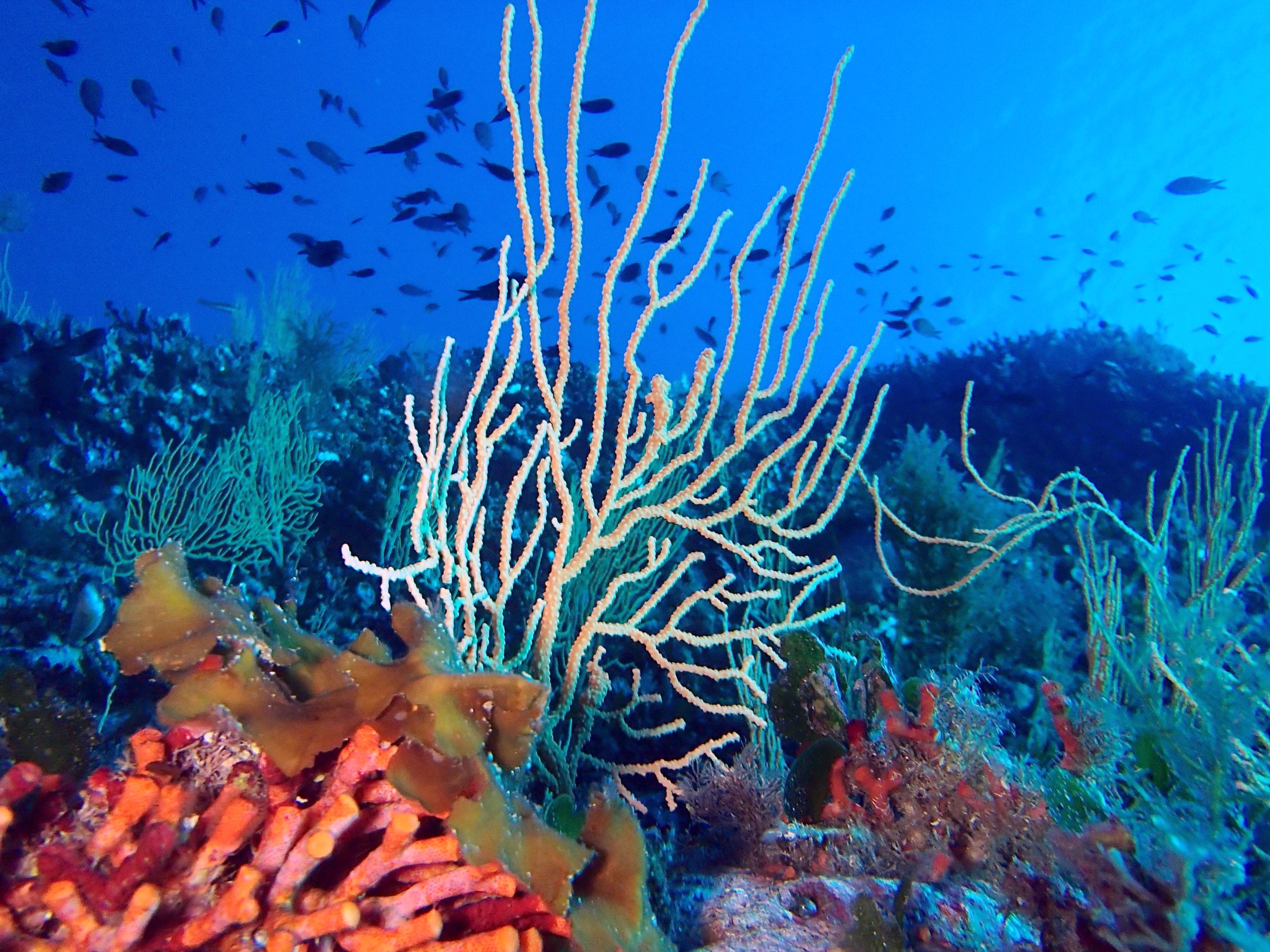 Corales y otros invertebrados: propuestas de acción resultado de las Jornadas de Biodiversidad Marina