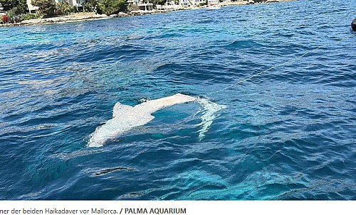 Marilles Fundation - "Können nicht abwarten, bis der nächste Hai mit Axtwunden auftaucht": Tierschützer schreiben offenen Brief an Fischer auf Mallorca