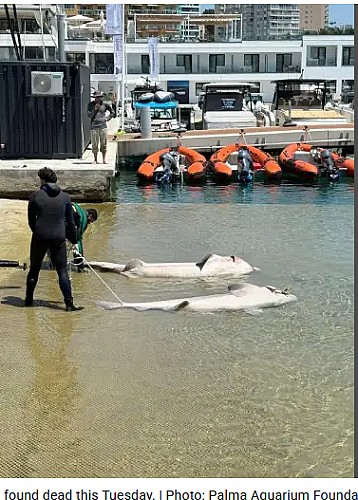 Marilles Fundation - Mutilated deep-sea sharks found off Mallorca: environmental group demands action