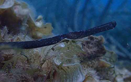 Marilles Fundation - Liberan 55 peces pipa en el mar en Baleares en un proyecto de conservación