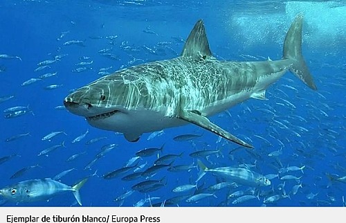 Marilles Fundation - Un estudio confirma la ausencia de grandes tiburones en el mar balear: “Es una realidad preocupante”