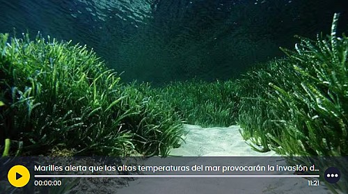 Marilles Fundation - Marilles alerta que las altas temperaturas del mar provocarán la invasión de especies tropicales y el desplazamiento de las autóctonas