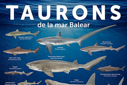 Marilles Fundation - Identifica 18 especies de tiburones en Baleares con la lámina de GN y Marilles