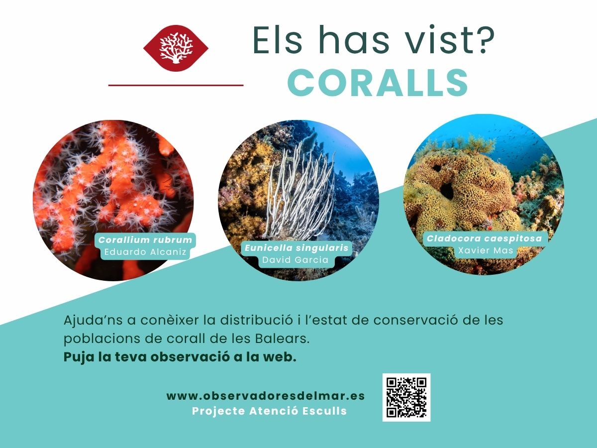 Impulsamos la detección de los efectos del cambio climático en corales