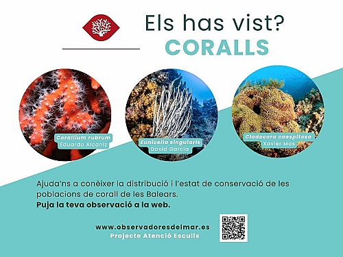 Impulsamos la detección de los efectos del cambio climático en corales