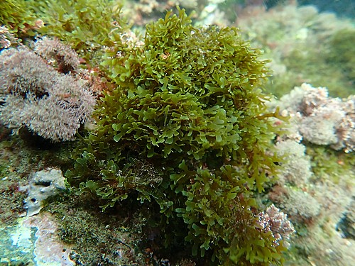 Marilles Fundation - Eco Rok: acción contra el alga invasora Rugulopteryx Okamurae