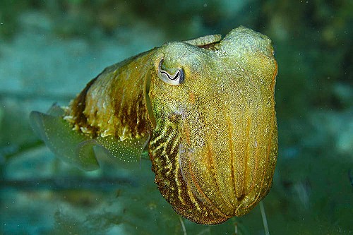 Un nuevo informe avala la creación de una Reserva Marina de Interés Pesquero en la costa de la Serra de Tramuntana